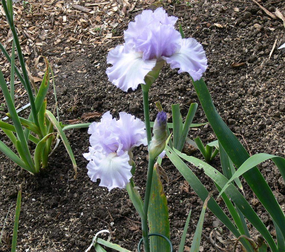 Photo of Tall Bearded Iris (Iris 'Royal Sterling') uploaded by janwax