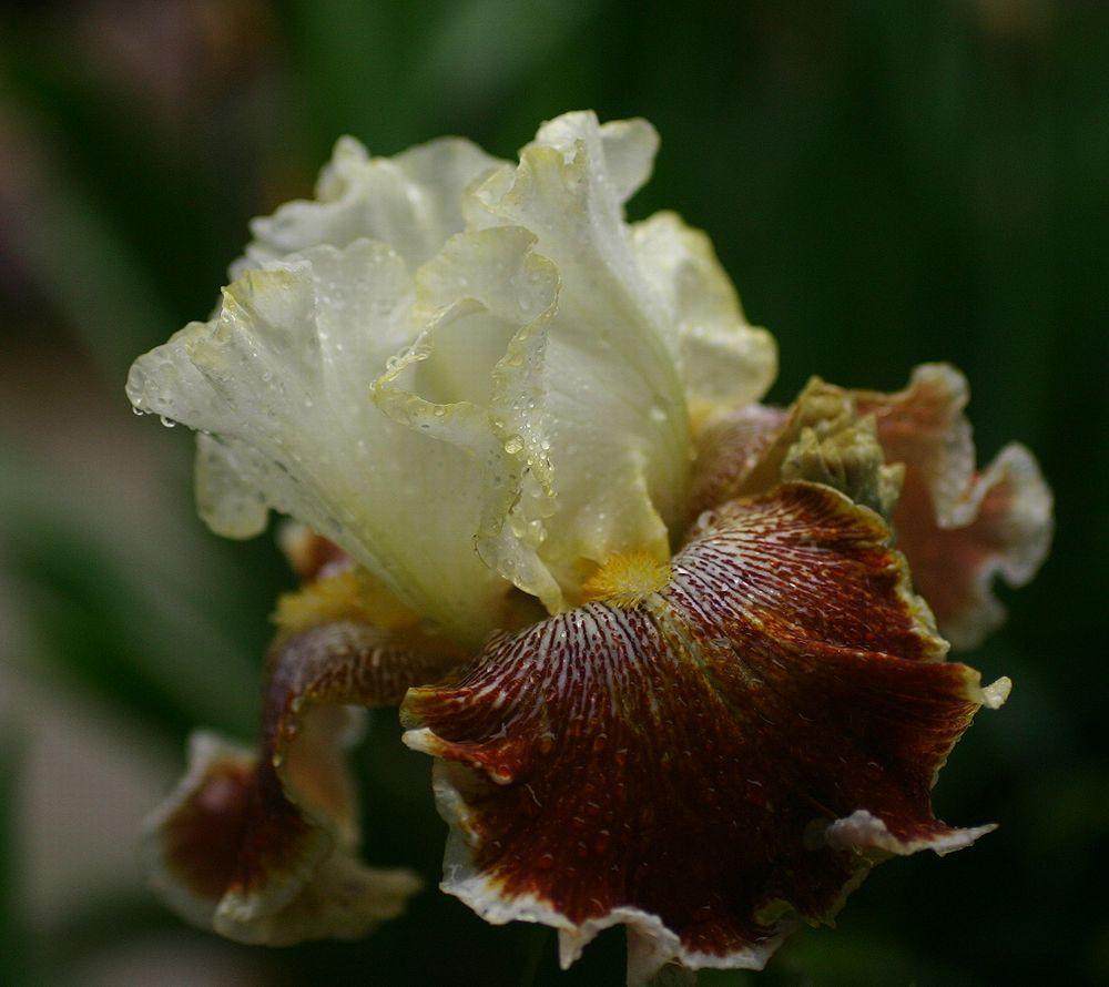 Photo of Tall Bearded Iris (Iris 'Wonders Never Cease') uploaded by loosertora