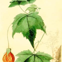 
Date: c. 1840
illustration from 'The Botanist', 1840