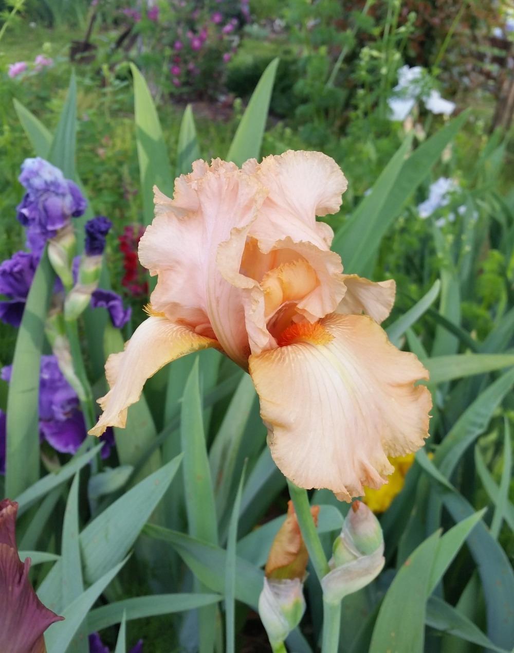 Photo of Tall Bearded Iris (Iris 'Peach Brandy') uploaded by FAIRYROSE