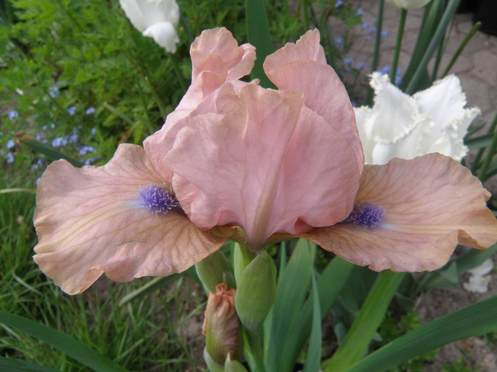 Photo of Intermediate Bearded Iris (Iris 'It's Amazing') uploaded by IrisLilli