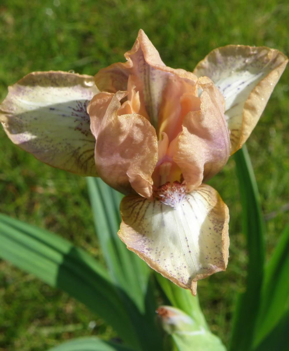 Photo of Standard Dwarf Bearded Iris (Iris 'Bee's Knees') uploaded by IrisLilli