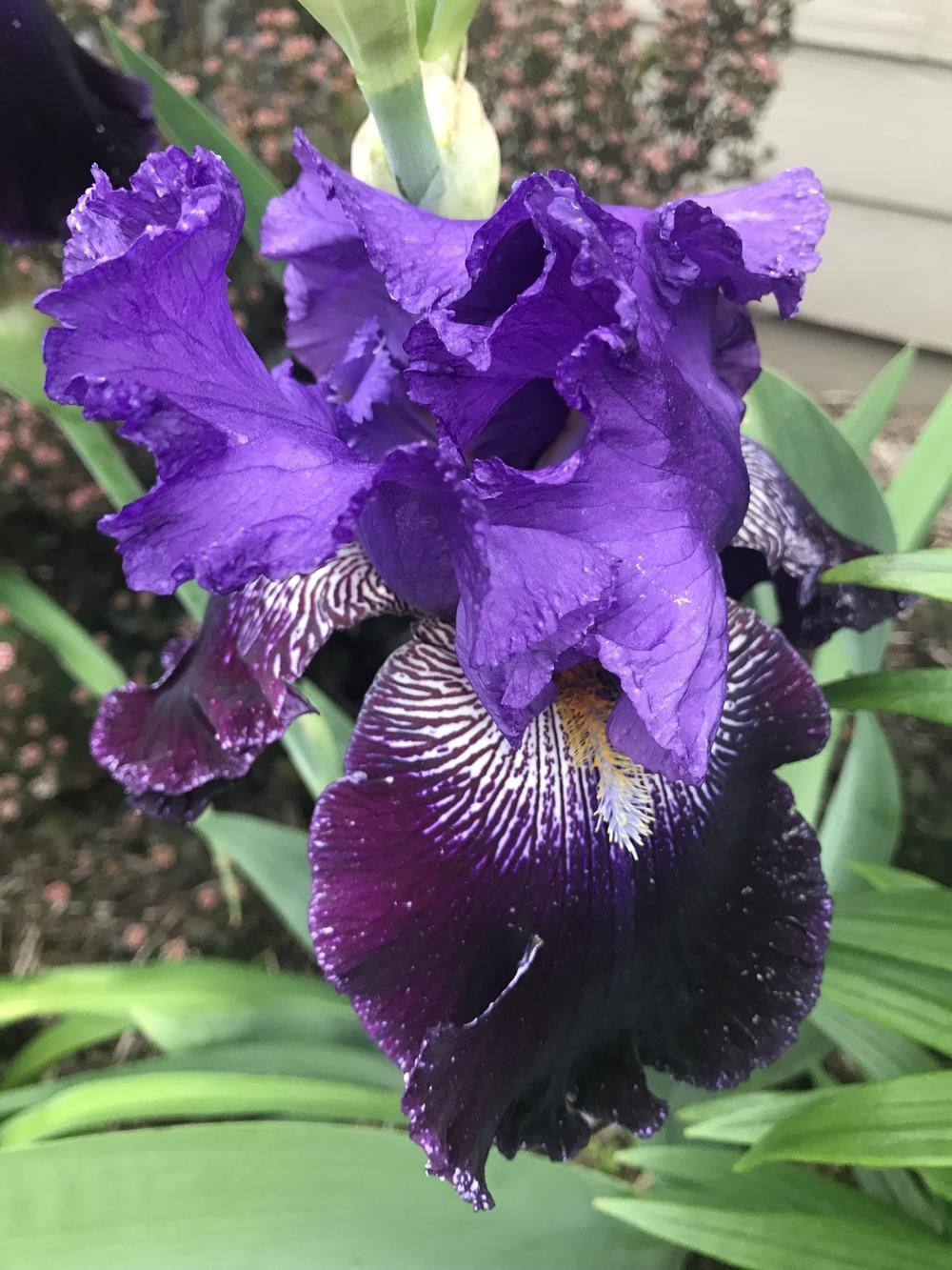 Photo of Tall Bearded Iris (Iris 'Police Stories') uploaded by Legalily