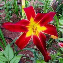 Location: West Gazebo
Date: 2019-05-19
First year bloom, a new favorite. Beautiful red and stays red eve