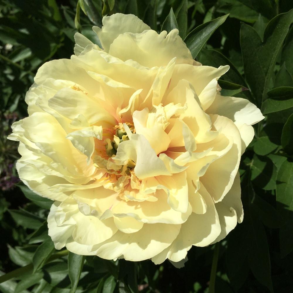 Photo of Intersectional Peony (Paeonia 'Garden Treasure') uploaded by csandt