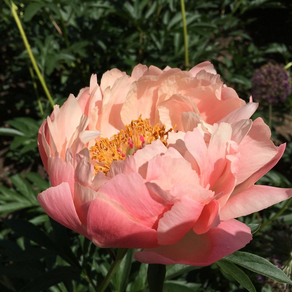 Photo of Garden Peony (Paeonia 'Coral Charm') uploaded by csandt
