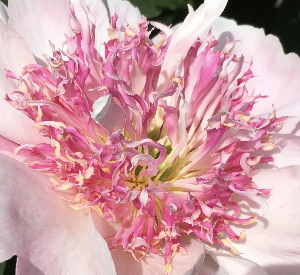 Photo of Peony (Paeonia lactiflora 'Do Tell') uploaded by csandt
