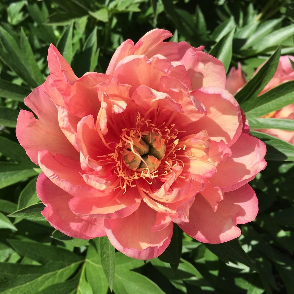 Photo of Intersectional Peony (Paeonia 'Julia Rose') uploaded by csandt