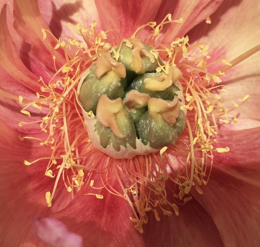 Photo of Intersectional Peony (Paeonia 'Julia Rose') uploaded by csandt