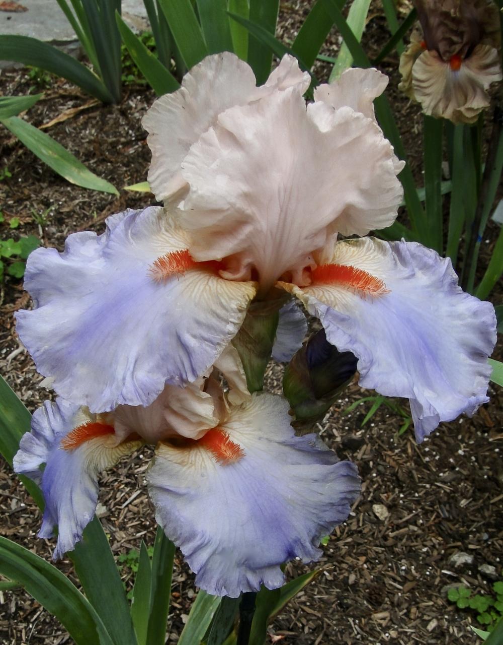 Photo of Tall Bearded Iris (Iris 'French Cancan') uploaded by golden_goddess