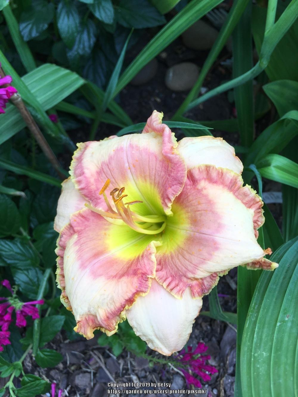 Photo of Daylily (Hemerocallis 'Frank's Adorable Candy') uploaded by piksihk