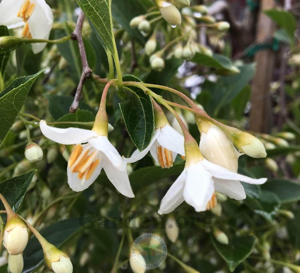 Photo of Japanese Snowbell (Styrax japonicus 'Fragrant Fountain') uploaded by BlueOddish