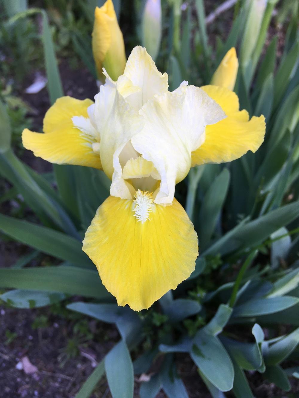 Photo of Standard Dwarf Bearded Iris (Iris 'Vavoom') uploaded by Lbsmitty