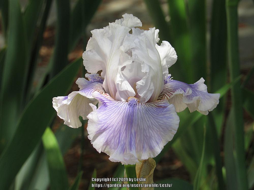 Photo of Tall Bearded Iris (Iris 'Gallic Softness') uploaded by Lestv