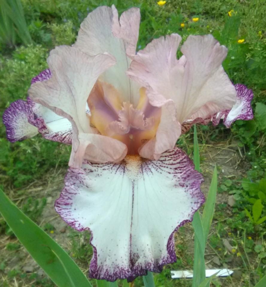 Photo of Tall Bearded Iris (Iris 'Roman Song') uploaded by Tiff2884