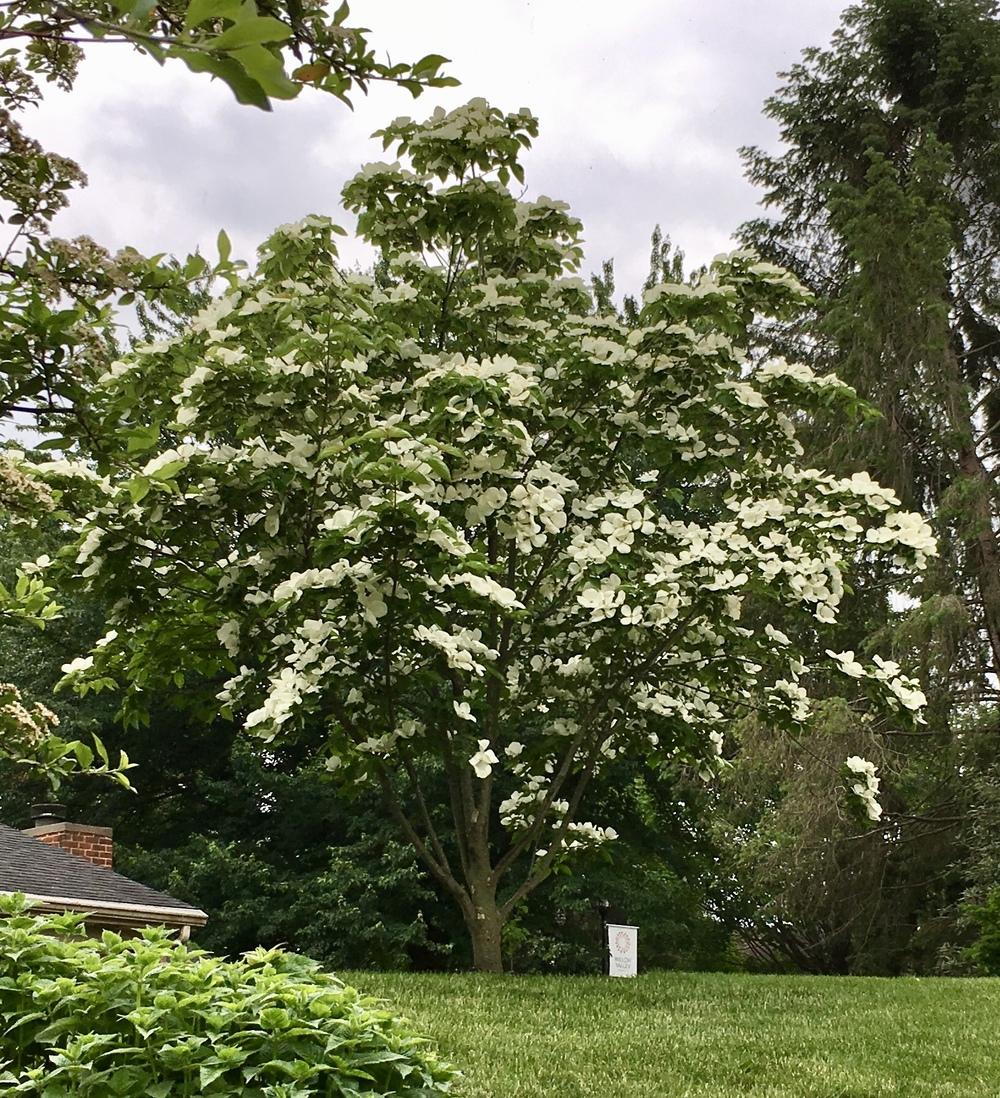 Photo of Flowering Dogwood (Cornus Venus®) uploaded by csandt