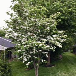 Location: My garden, Willow Valley Communities, Lakes Campus, Willow Street, Pennsylvania, USA
Date: 2019-05-23