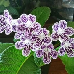 Location: My house, Eagle Point, Oregon
Date: 5/19/2019
Just love Streptocarpus!  Excellent house plant in my zone