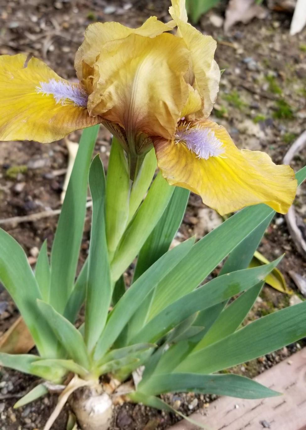 Photo of Standard Dwarf Bearded Iris (Iris 'Gingerbread Man') uploaded by jigs1968