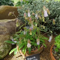 Location: RHS Harlow Carr alpine house, Yorkshire
Date: 2019-05-22