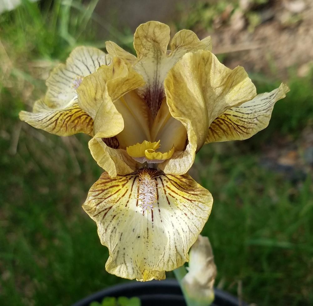 Photo of Standard Dwarf Bearded Iris (Iris 'Backtrack') uploaded by mesospunky