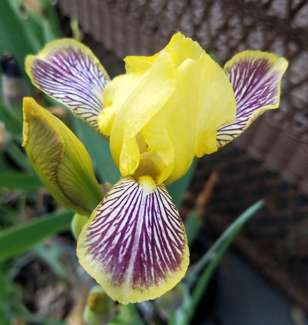 Photo of Miniature Tall Bearded Iris (Iris 'Holiday in Mexico') uploaded by mesospunky