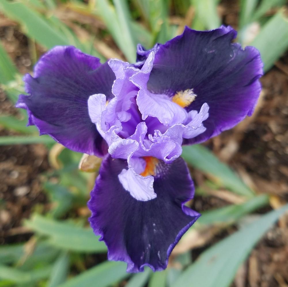 Photo of Tall Bearded Iris (Iris 'Disguise') uploaded by mesospunky