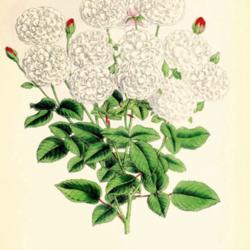 
Date: c. 1880
illustration from 'The Floral Magazine', 1880