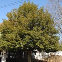Location: Downingtown, Pennsylvania
Date: 2012-01-31
full-grown tree
