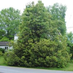 Location: Downingtown, Pennsylvania
Date: 2019-05-23
full-grown tree