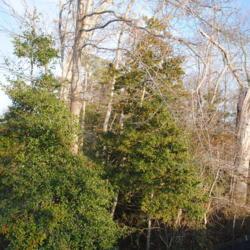 Location: Rehoboth Beach, Delaware
Date: 2011-12-30
wild trees in woods