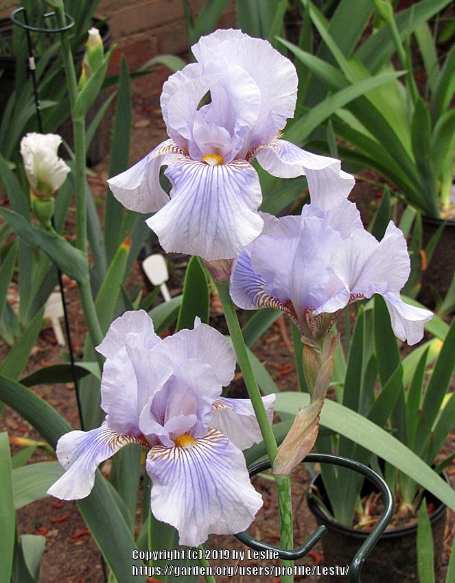 Photo of Tall Bearded Iris (Iris 'Striped Butterfly') uploaded by Lestv