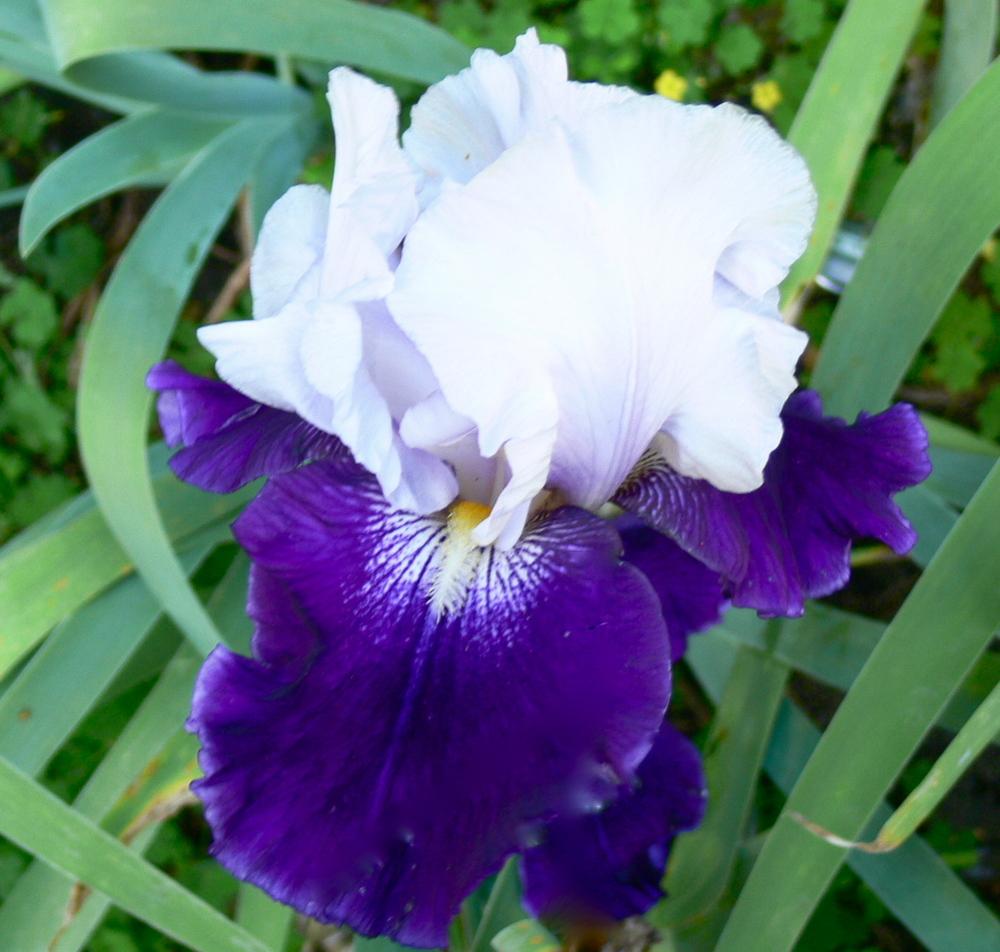 Photo of Tall Bearded Iris (Iris 'Royal Storm') uploaded by janwax