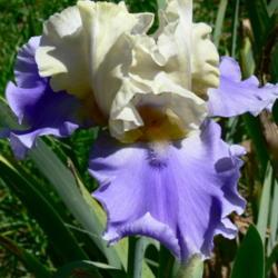 Location: Philo, California
Date: 2019-05-23
A very reliable iris in my garden