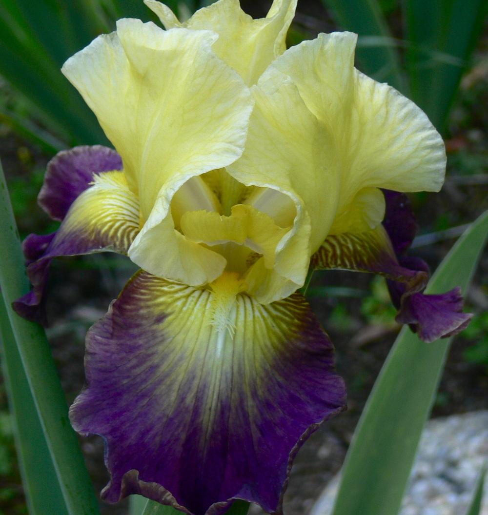 Photo of Tall Bearded Iris (Iris 'Cosmic Collision') uploaded by janwax