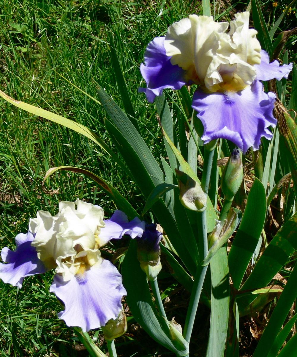 Photo of Tall Bearded Iris (Iris 'Silk Road') uploaded by janwax