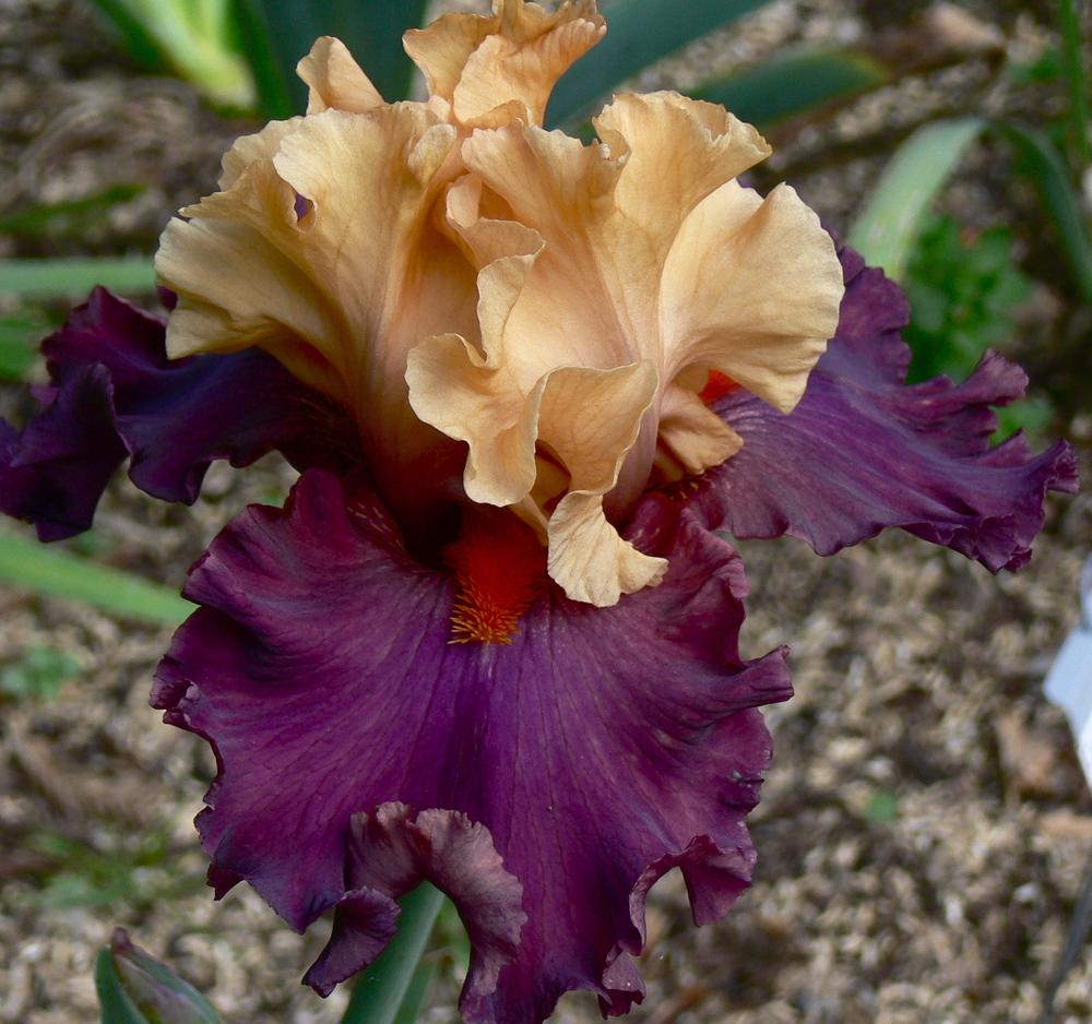 Photo of Tall Bearded Iris (Iris 'Game Changer') uploaded by janwax