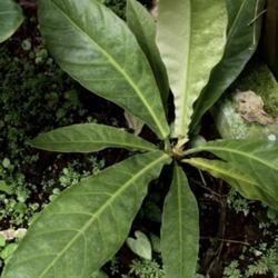 Location: My greenhouse, Florida
Date: 2019-05-23
This particular specimen puts out variegated leaves that eventual