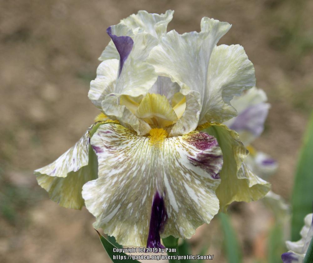 Photo of Tall Bearded Iris (Iris 'Alessandra's Gift') uploaded by Snork