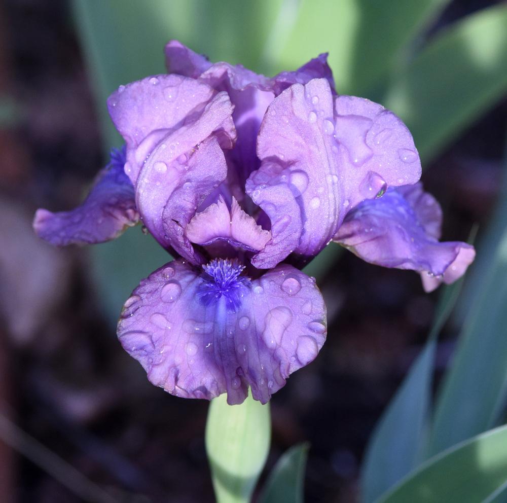 Photo of Standard Dwarf Bearded Iris (Iris 'Worry Wart') uploaded by cliftoncat