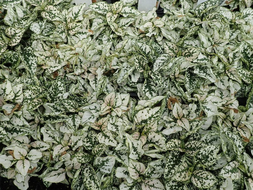 Photo of Polka-Dot Plant (Hypoestes phyllostachya Splash Select™ White) uploaded by gardengus
