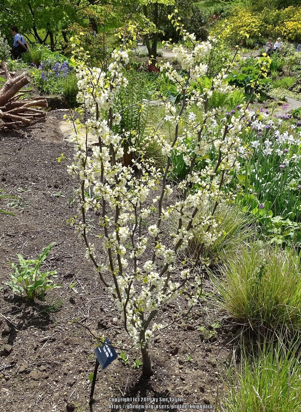 Photo of Texas Redbud (Cercis canadensis var. texensis 'Texas White') uploaded by kniphofia