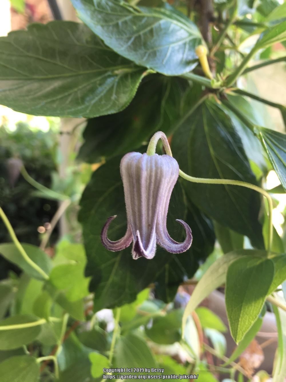 Photo of Clematis (Clematis pitcheri) uploaded by piksihk