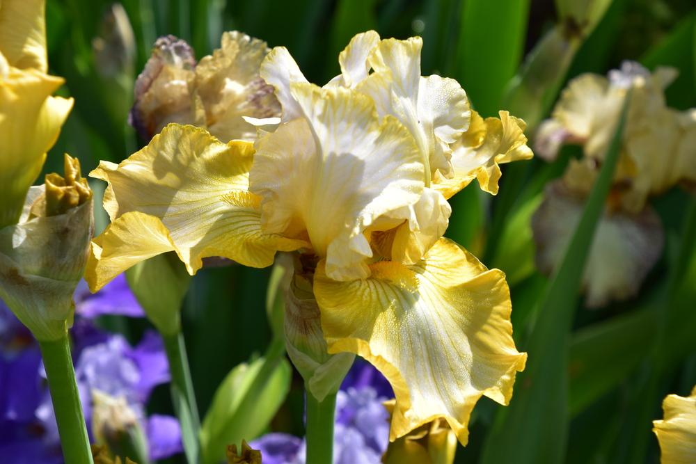 Photo of Border Bearded Iris (Iris 'Luna di Miele') uploaded by sunnyvalley
