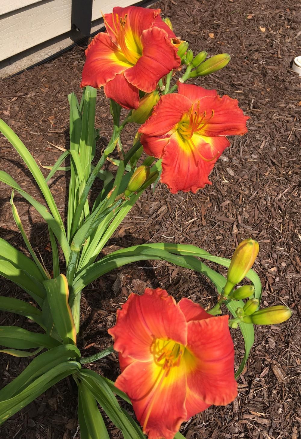 Photo of Daylily (Hemerocallis 'Fire on the Mountain') uploaded by troublesmom46