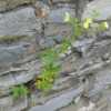 a plant growing in a stone wall