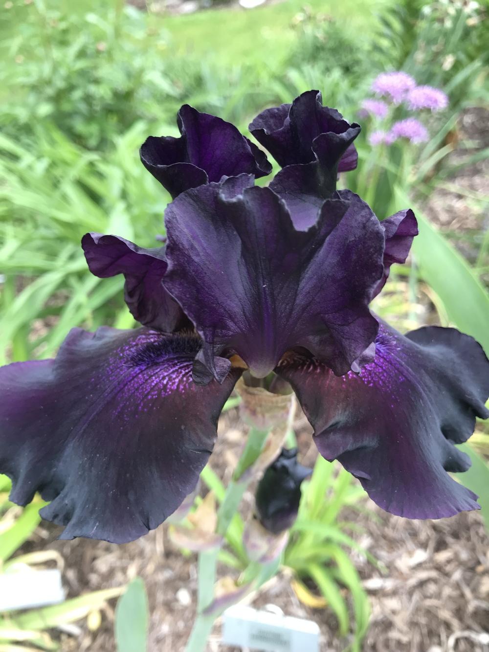Photo of Tall Bearded Iris (Iris 'Dracula's Shadow') uploaded by Legalily