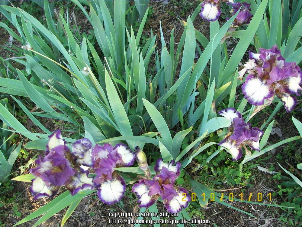 Photo of Tall Bearded Iris (Iris 'Innocent Star') uploaded by alilyfan