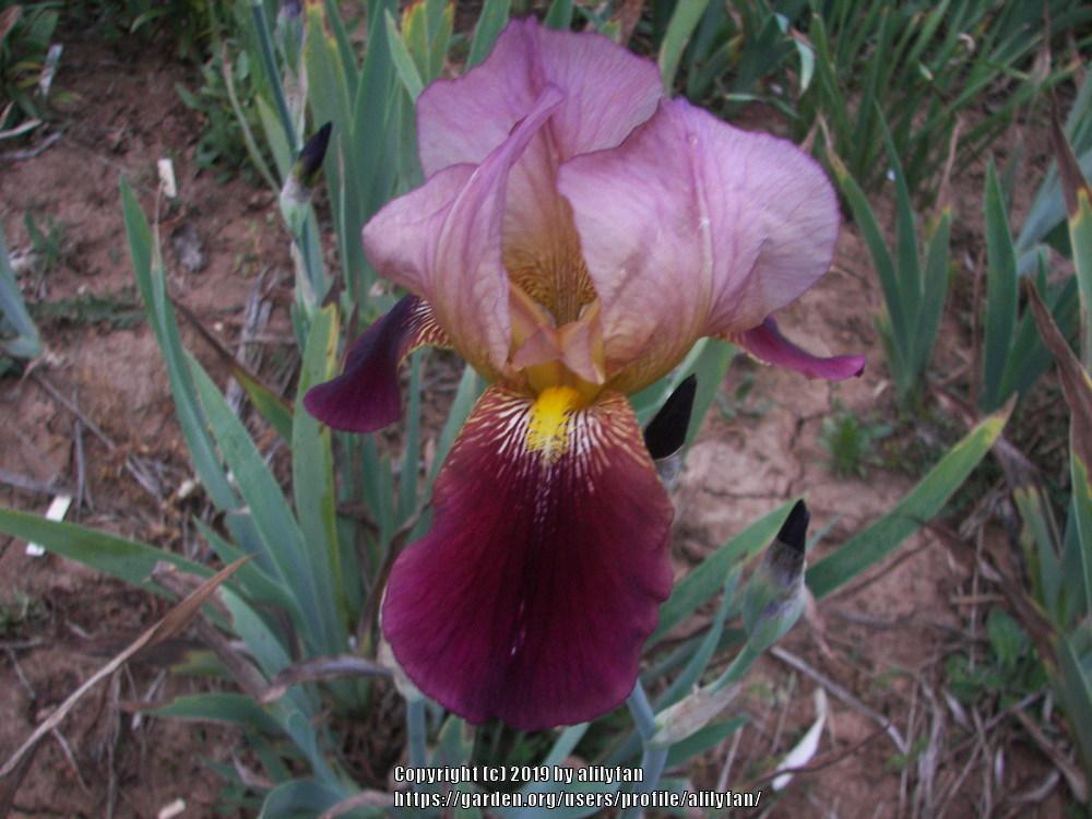 Photo of Tall Bearded Iris (Iris 'Indian Chief') uploaded by alilyfan