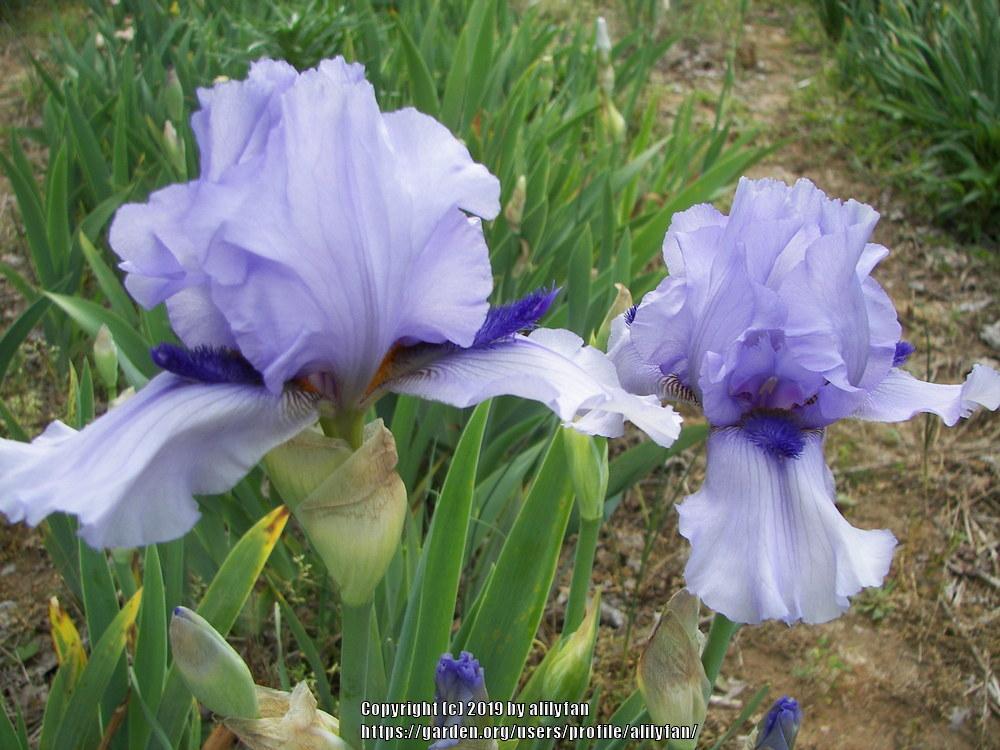 Photo of Tall Bearded Iris (Iris 'Alien Mist') uploaded by alilyfan